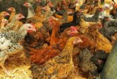 Animal feed store in Nakuru CBD