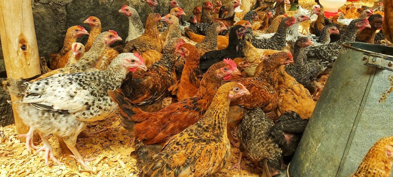 Animal feed store in Nakuru CBD